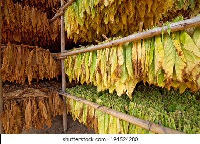 Tobacco Leaves Drying In The Shed.