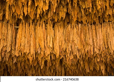 Tobacco Leaves Drying In The Shed.