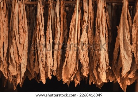 Tobacco leaves drying in the shed and quality control of tobacco leaf hanging in the dryer or barn. Curing Burley Tobacco Hanging in a Barn.Agriculture.tobacco farming. 