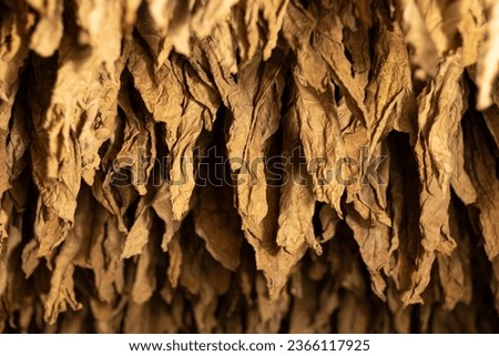 Tobacco leaves drying in the shed and quality control of tobacco leaf hanging in the dryer or barn. Curing Burley Tobacco Hanging in a Barn.Agriculture.tobacco farming.