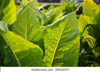 Tobacco Leaves In Field At Sunset Backlit By Sun.