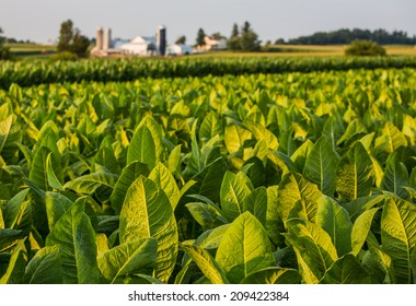 Tobacco Leaves In Field At Sunset With Farm In Background.