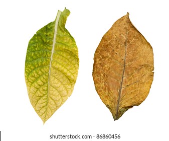 Tobacco Leaves Isolated On White Background