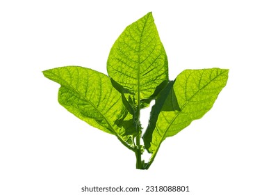 Tobacco leaves isolated white background. Tobacco Plant industrial concept.