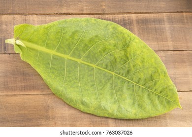 Tobacco leaves (Nicotiana tabacum)