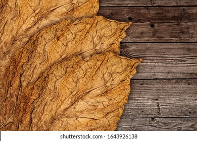 Tobacco Leaves On Wooden Background, Close Up. High Quality Dry Tobacco Big Leaf, Macro Closeup