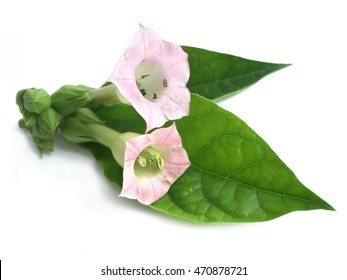 Tobacco (Nicotiana Tabacum) 