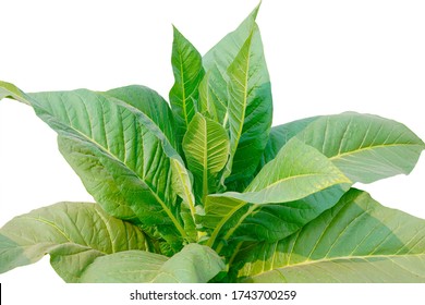 Tobacco Plant With Big Leaves Isolated On White Background.