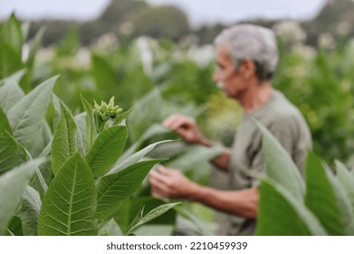 Tobacco Plant With The Flower Bud Against The Working Farmer