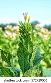 Tobacco Plant With Flower On Top