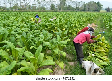 Tobacco Plant In Garden Of Thailand