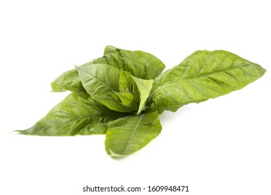 Tobacco Plant Isolated On White