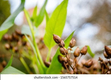 Tobacco Plant With Seeds On Tobacco Field. Cultivated Tobacco ( Nicotiana Tabacum ) On Plantation Field