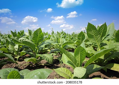 18,995 Nicotine plant Images, Stock Photos & Vectors | Shutterstock