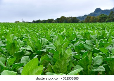 Tobacco Plantation