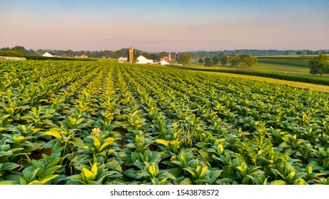 Tobacco Plantation In America, Rows Of Plants, Growing Crop For Cigarette Industry, Cultivated Field In Rural Landscape