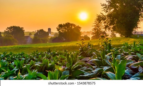 Tobacco Plantation In America, Rows Of Plants, Growing Crop For Cigarette Industry, Cultivated Field In Rural Landscape