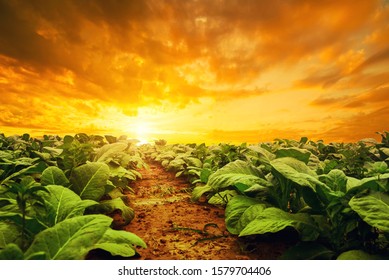 Tobacco plantation by agriculturist in village farm with beautiful sky before sunset
