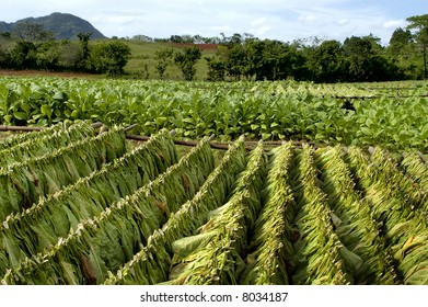 Tobacco Plantation In Cuba