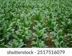 Tobacco plantation, Field of tobacco. Planting a row of tobacco plants in a farmer