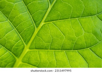 Tobacco plantation with lush green leaves. Super macro close-up of fresh tobacco leaves. Soft selective focus. Artificially created grain for the picture - Powered by Shutterstock