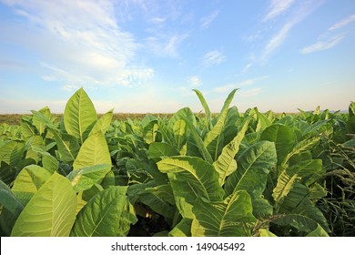 Tobacco Plantation In Poland 