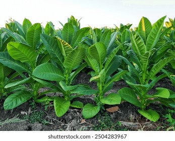 A Tobacco plantation stretches into the horizon, with rows of vibrant green leaves. A single tobacco plant, showcasing its broad, green leaves. The leaves are slightly textured, highlighting its growt