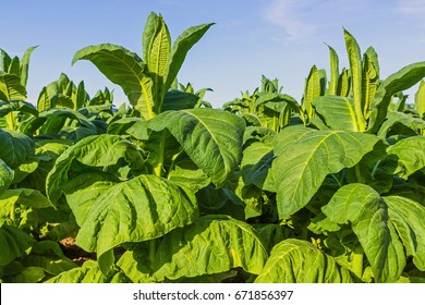 Tobacco Plants Big Leaf On Tobacco Stock Photo 671856397 | Shutterstock