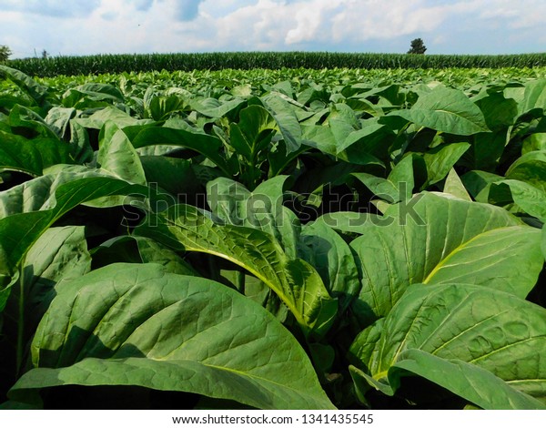 Tobacco Plants Field Lancaster County Pennsylvania Stock Photo (Edit ...