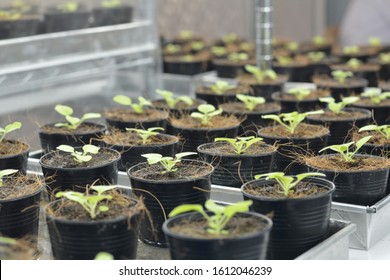 tobacco plants for molecular pharming