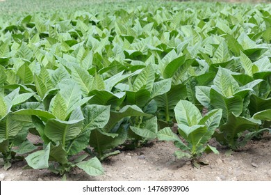 3,005 Nicotiana tabacum Images, Stock Photos & Vectors | Shutterstock