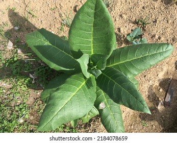 Tobacco Plants That Grow With Less Water Content