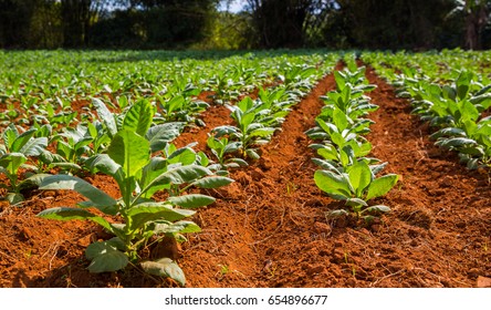 Tobacco Plants Vinales Cuba