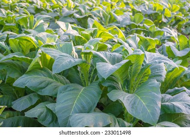 Tobacco Tree Field