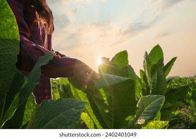 Tobacco woman. Agriculture concept. Farmer woman with mobile phone in green corn field. Modern digital technologies. - Powered by Shutterstock