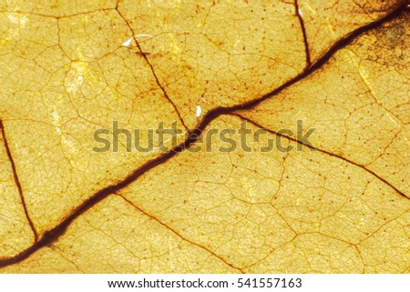tobaco leaf