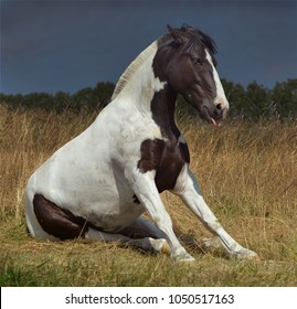 Tobiano Horse Sitting Down In Grass