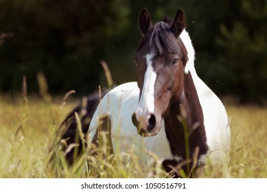 Tobiano Horse In Summer Field