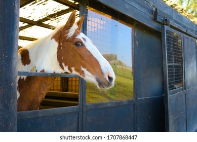 Tobiano Horse Waiting In A Stable