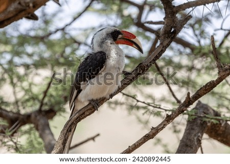 Tockus (African bird), the genus includes 15 species within the hornbill family