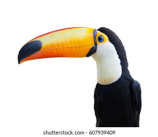 Toco Toucan Bird Isolated On White