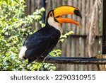 Toco toucan at the Bird Park Parque Das Aves, located in the town of Foz do Iguacu, near the famous Iguacu Falls right on the border between Brazil, Argentina and Paraguay.