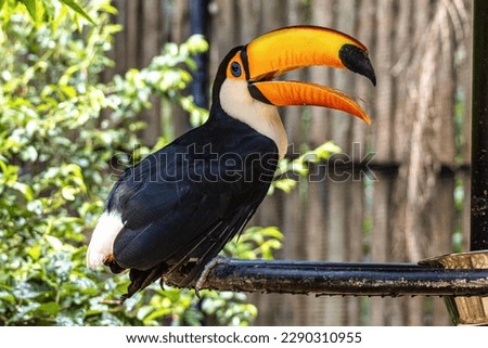 Toco toucan at the Bird Park Parque Das Aves, located in the town of Foz do Iguacu, near the famous Iguacu Falls right on the border between Brazil, Argentina and Paraguay. Foto stock © 