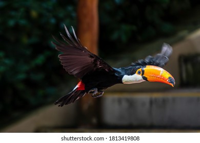 Toco Toucan Flying In The Air.