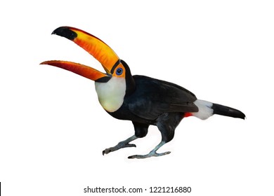 Toco Toucan Isolated On White.