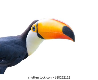 Toco Toucan isolated on white