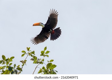 A Toco Toucan also known as a Tucano flying over a tree. Species Ramphastos stump. Birdwatcher. Birding.