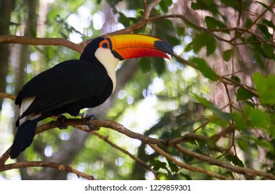 Toco Toucan Largest Species Toucan Stock Photo 1229859301 | Shutterstock