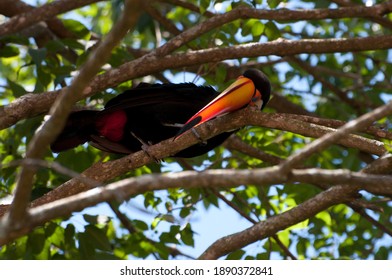 Toco Toucan Posing Sleepy On The Branches Of The Tree. Avaré, State Of São Paulo, Brasil.