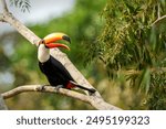 The toco toucan (Ramphastos toco), also known as the common toucan or giant toucan, searching for food in the North part of the Pantanal in Brazil